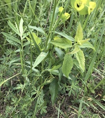 Euphorbia salicifolia