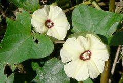 Hewittia malabarica