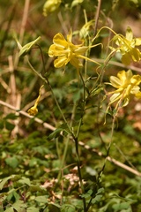 Aquilegia longissima