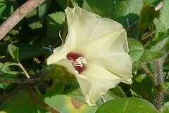 Hewittia malabarica