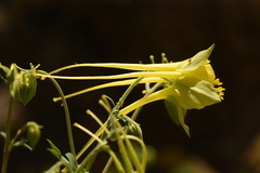 Aquilegia longissima