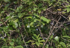 Kadua