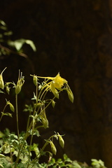 Aquilegia longissima