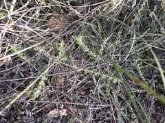 Baccharis pteronioides