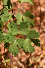 Aquilegia longissima