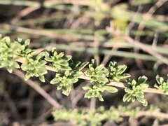 Baccharis pteronioides