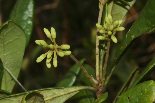 Pittosporum kauaiense observed 2022-12-10