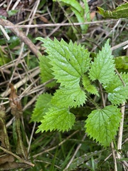 Urtica sykesii