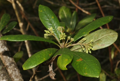 Pittosporum kauaiense