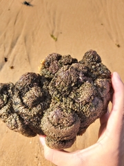 Pyura praeputialis