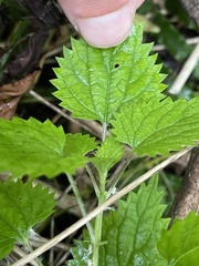 Urtica sykesii