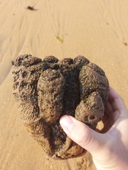 Pyura praeputialis