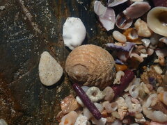 Nerita plicata