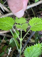 Urtica sykesii
