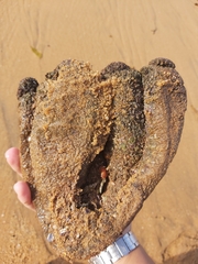 Pyura praeputialis
