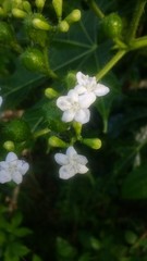 Cnidoscolus multilobus