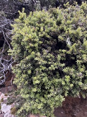 Podocarpus lawrencei