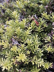 Podocarpus lawrencei