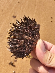Heliocidaris