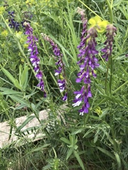 Vicia tenuifolia