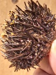 Heliocidaris