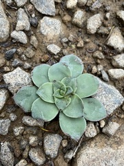 Aeonium