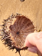Heliocidaris