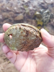 Haliotis rubra