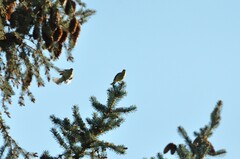 Spinus psaltria