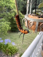 Euploea core corinna