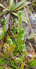Pterostylis oliveri