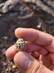 Tenguella marginalba