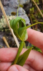 Pterostylis oliveri
