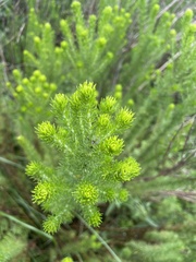 Aspalathus chortophila