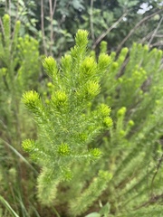 Aspalathus chortophila