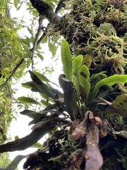 Oreogrammitis cheesemanii