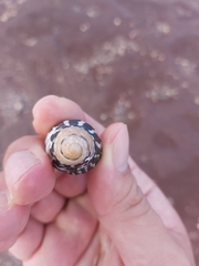 Austrocochlea porcata