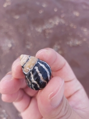 Austrocochlea porcata