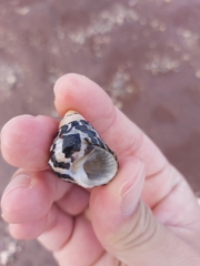 Austrocochlea porcata