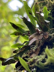 Oreogrammitis cheesemanii