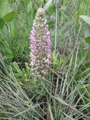 Brachycorythis ovata ovata