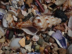 Marmorofusus nicobaricus