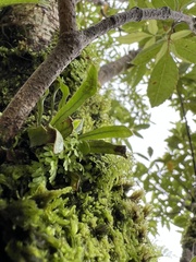 Oreogrammitis cheesemanii