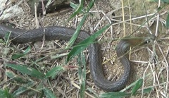 Serpentes