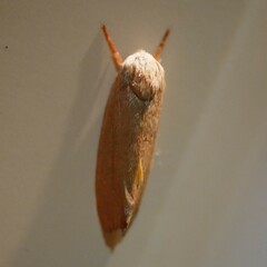 Cryptophasa rubescens