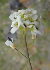 Draba cinerea