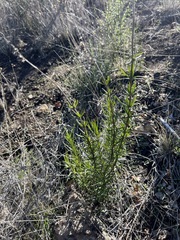 Trichostema lanatum