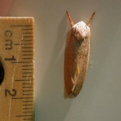 Cryptophasa rubescens