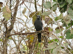 Coracina caledonica caledonica