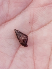 Phasianotrochus eximius